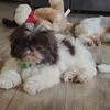 Shih Tzu puppies 