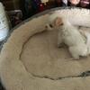 CKC Long-haired, Applehead Chihuahua