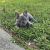 AKC Registered Blue Female French Bulldog