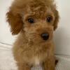 Mini toy poodle puppy 