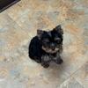 Yorkie Puppy female 