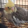 Cockatiel 
