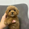 Male Maltipoo puppy