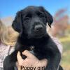 Golden retriever golden doodle mix 