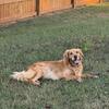 AKC golden retrievers 