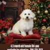 5 month old female Shih-poo