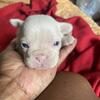 French Bulldog Puppies 1200 or best offer 