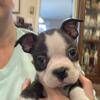Sting, cute little male Boston terrier