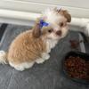 13 wk old Female Shih Poo needs home!