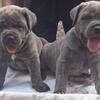 BEAUTIFUL CANE CORSO PUPPIES