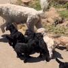 Standard poodle puppies