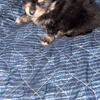 Pomeranian puppy for sale