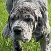 Akc/Ckc Great Dane pups For Sale