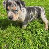 Designer Merle Pitbull puppies for sale!!!