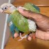 Young conures tamed ready