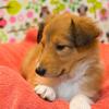 Rough Collie Puppies 