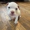Bully puppies ready for new home 
