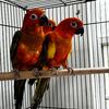 Red Factor Sun Conure