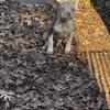 Pup Available ASAP (small rehome fee)