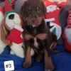 Doberdoodles doberman poodle mix