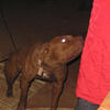 Chocolate Pitbull Pups – 8 Weeks Old – Only 1 Left – $150