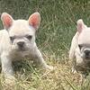 French bulldog 