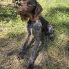 AKC male german wire haired pointer 