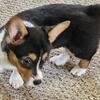 Pembroke Welsh Corgi 
