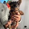 Yorkshire terrier puppies AKC (2 males,1 female)