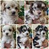 Havanese AKC puppies in Virginia