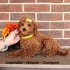 Adorable Cavapoo puppies