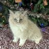 Ragdoll Kitten, TICA Registered