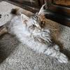 TICA Registered Maine Coon Kittens- Polydactyl