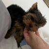 Yorkie male