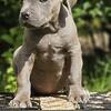 Cane corso puppies ready to go Minnesota Iowa Wisconsin