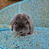Holland Lop Bunny