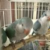 Blue Quaker parrot 