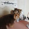 ♂️ Chocolate & Tan Yorkshire Terrier(Yorkie) 