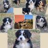 Bernese mountain dogs 