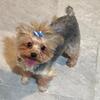 Yorkshire Terrier Female