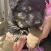 Akc Germanshepherd puppies Czech  bloodlines 