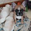 French Bulldogs