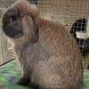 🏆 Tort Holland Lop Buck 