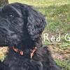 ❤️ Introducing Red Girl – A Refined F1b Labradoodle Companion ❤️
