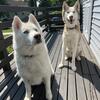 Rehoming Siberian Huskies