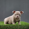American Bully boys available