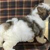 #####Teddy Bear puppies for sale####