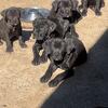 Cane Corso Puppies