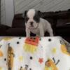 Female French Bulldogs 