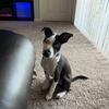Rehoming puppy 